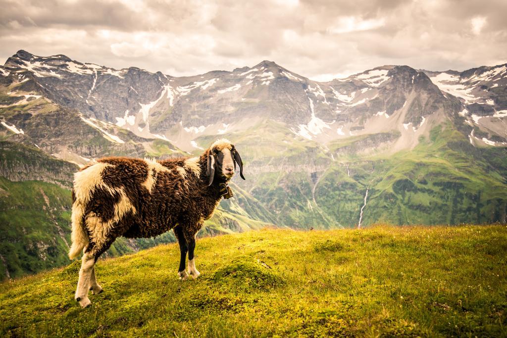 Hotel Voelserhof - Bergbahn Im Sommer 2025 Inklusive Bad Hofgastein Luaran gambar